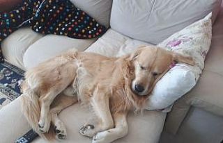 Ağlamaktan şişmiş gözleriyle köpeğinin bulunmasını...