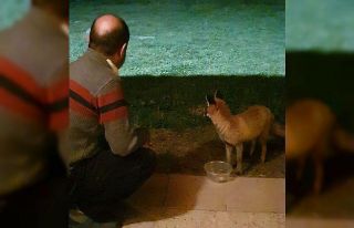 Akrabasını ziyarete geldiği evde eliyle aç kalan...