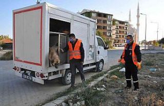 Akşehir Belediyesi sahipsiz sokak hayvanlarını...