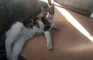 Akşehir Belediyesi yaralı kediye sahip çıktı