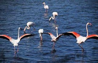 Aliağa’da flamingoların görüntüsü hayran bırakıyor