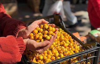 ’Alıç’ doğada özgür kalmış ender meyvelerden...