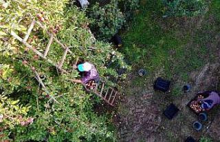 Amasya elmasında rekolte patlaması: Topla topla...