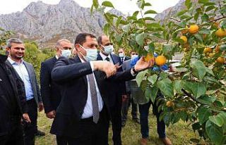 Amasya’da cennet hurması hasadı başladı: 600...