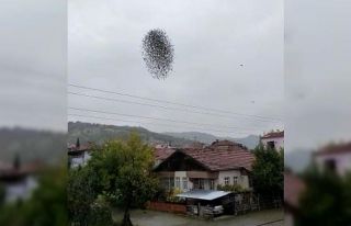 Amasya’da sığırcık kuşlarının dansı