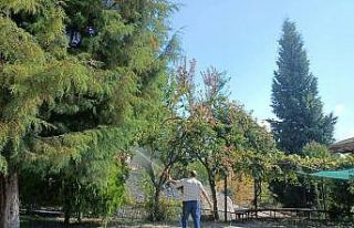 Amerikan Beyaz Kelebeği ile mücadele devam ediyor