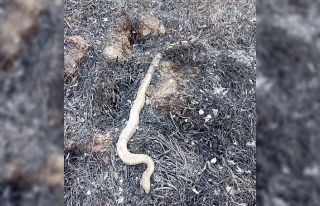 Anız yangınında hayvanlar telef oldu