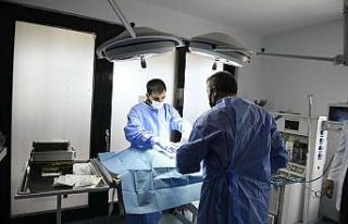 Ankara Büyükşehir belediyesi sokak hayvanları...