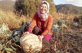 Anneannesinin sandığından çıkan tohumlar dev...