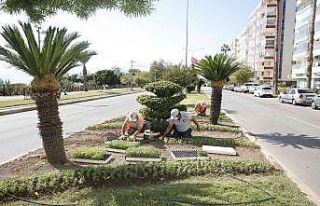 Antalya’da 3 milyon kışlık çiçek toprakla buluşuyor