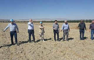 Antalya’da Karakılçık buğdayı üretilmeye başlandı