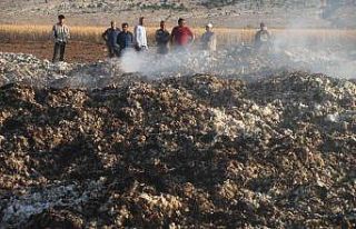 Araban Ovası’nda hasadı yapılmış 90 ton pamuk...