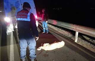 Aracın çarpması ile yaralanan köpek barınakta...