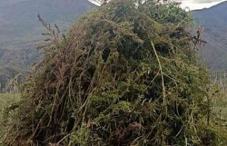 Ardahan’da 12 bin 820 kök kenevir imha edildi