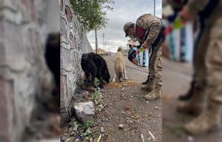 Ardahan’da jandarma hayvanları koruma gününü...