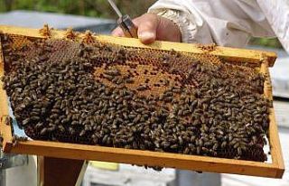 ‘Arı Gibi Çalışan Kadınlar’ Zonguldak’a...