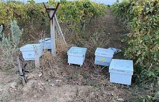 Arı kovanına dadanan hırsızlar yakalandı