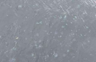 Arnavutköy sahilini denizanaları bastı