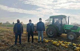 Aslanapa’da sınırlı sulamayla çerezlik kabak...