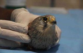 Atmacanın göz kapaklarını dikip ayaklarını bağladılar