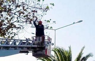 Ayağına misina dolanan güvercin asılı kaldığı...