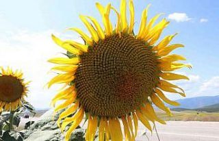 Ayçiçeğinde ’fark’ ödemesi: Yüzde 38’lik...