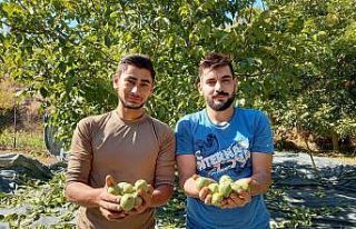 Aydın’da ceviz hasadı başladı