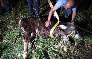 Aydın’da kuyuya düşen ineği itfaiye ekipleri...