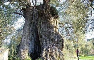 Aydın’da ölmez ağaç konuşuldu