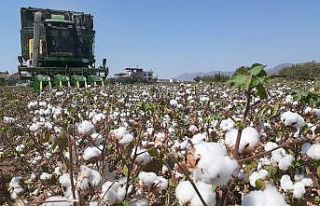 Aydın’da pamuk, kuraklığa rağmen üreticisini...