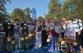 Ayvalık’ta zeytin festivali kapsamında ilk hasat