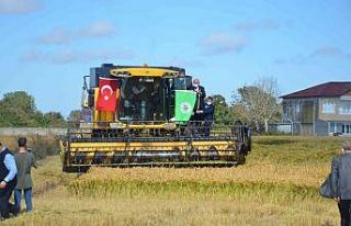Bafra Ovası’nda Çeltik Hasat Şenliği