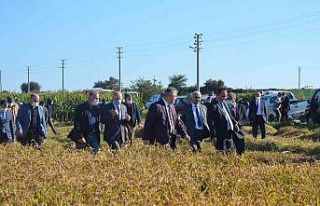 Bafra Ovası’nda “Damla Sulama Sistemi ile Çeltik...