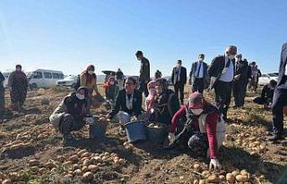 Bakan Yardımcısı Işıkgece patates hasadı yapan...