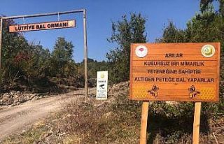 Bal ormanları yaygınlaşıyor