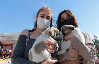 Balıkesir Büyükşehir Belediyesi’nden VetBüs