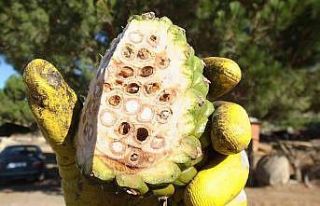 Balıkesir’de çamfıstığını hastalık vurdu