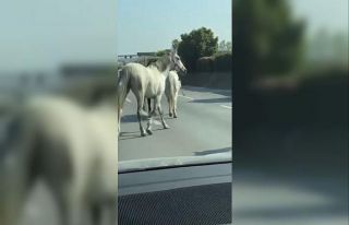 Başıboş atlar Bursa’nın en işlik caddelerinde...