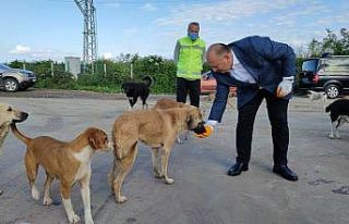 Başkan Tavlı: “Sokak hayvanları toplumsal bir...