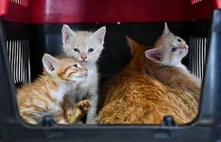 Başkent’te bir ilk: Sincan Kedi Tedavi Ünitesi...