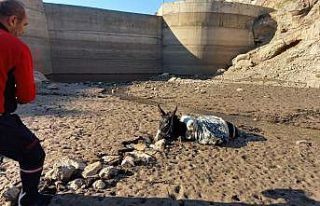 Bataklığa saplanan eşek kurtarıldı