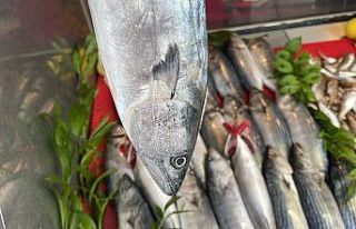 Batı Karadeniz’de hamsi azaldı, palamut tezgahtaki...