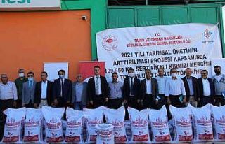 Batman’da çiftçilere mercimek tohumu dağıtıldı