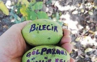 Bilecik’te ceviz hasadı yüz güldürdü