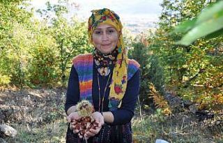 Bin 300 rakımda kestane hasadı