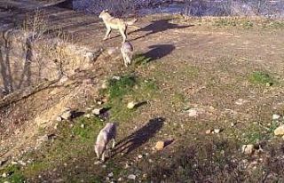 Bingöl’de yaban hayatı fotokapanlara yansıdı