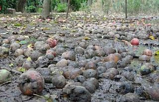 Binlerce ton meyve çürümeye terk edildi