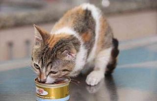 Bir bacağı ve kulağı kopan, kutu içinde belediyeye...