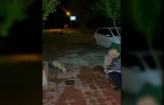 Bir kez yemek verdi, sevimli tilki lokantanın daimi...