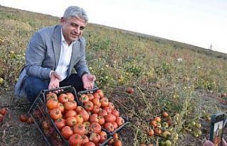 Bitlis’te 200 bin ton domatesten 400 milyon TL gelir...